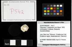 Foto (Objekt + Etiketten) von Pithonoton ? marginatum (von Meyer, 1842) 